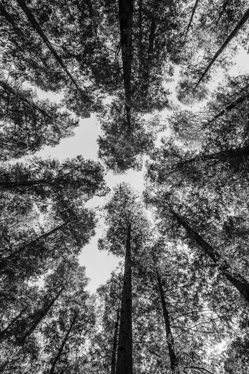 worm view photography of trees
