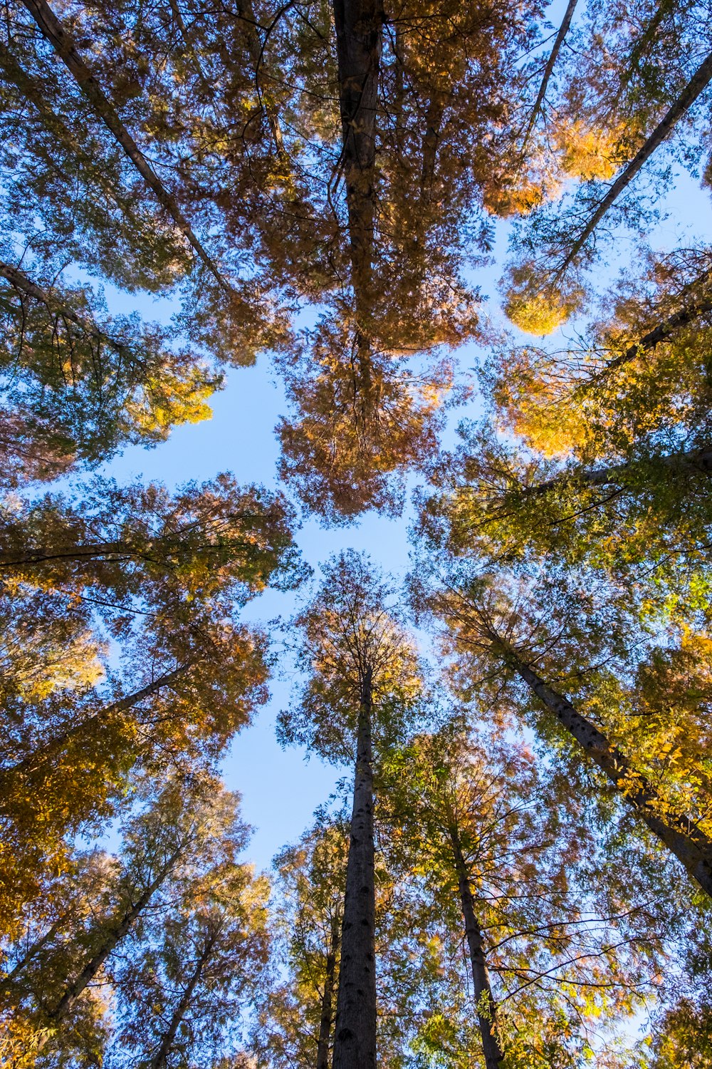 low-angle photography of forest