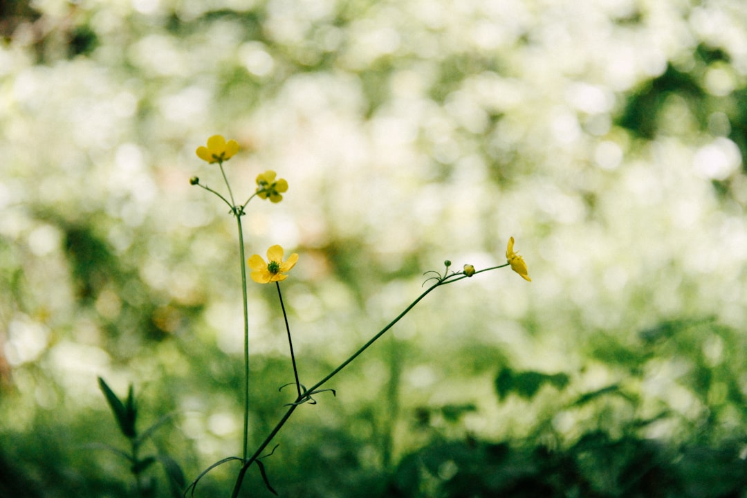 selective focus photography of yellow-petaled flower