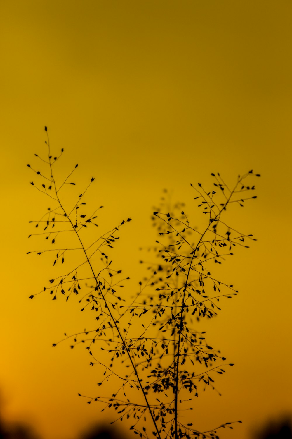 yellow and black petaled flower