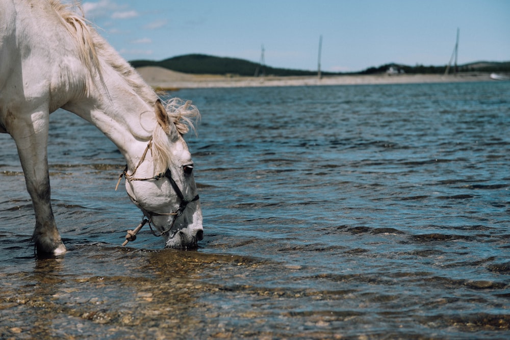 white horse drinking in lake during daytime