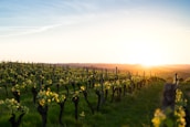 green grass field during golden hour
