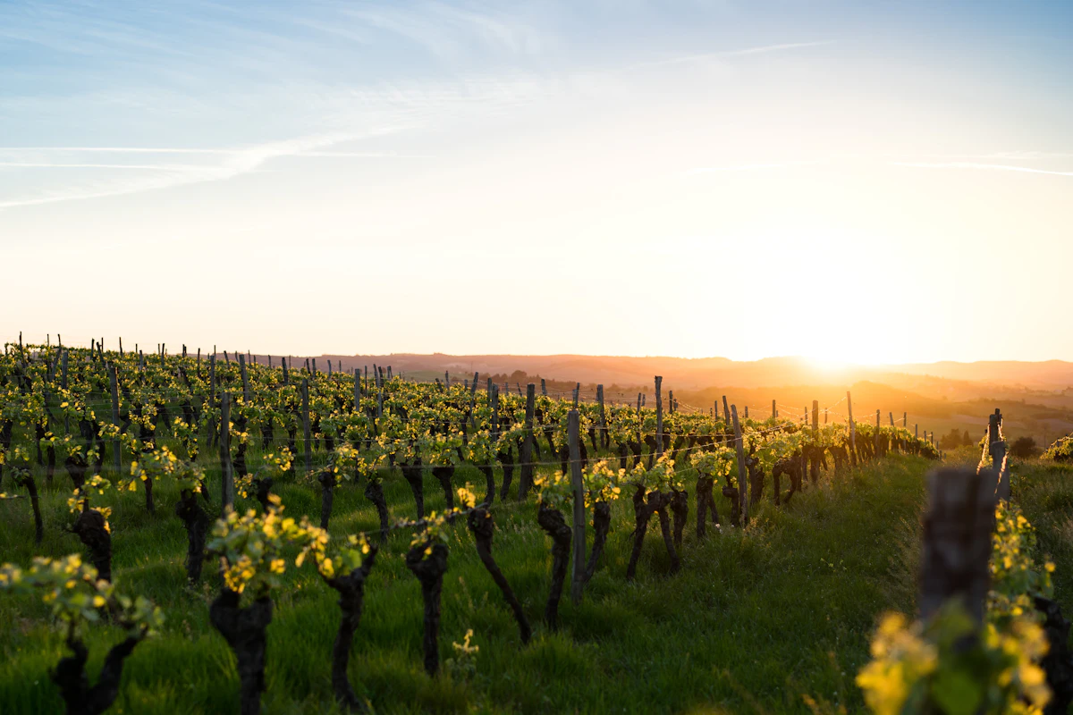 Vineyard rows under a low sun and a clear sky