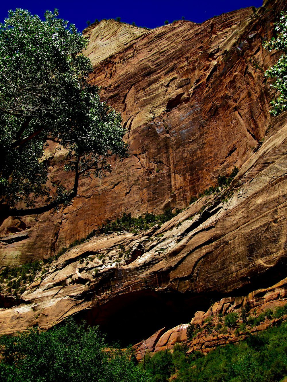 trees near cliff