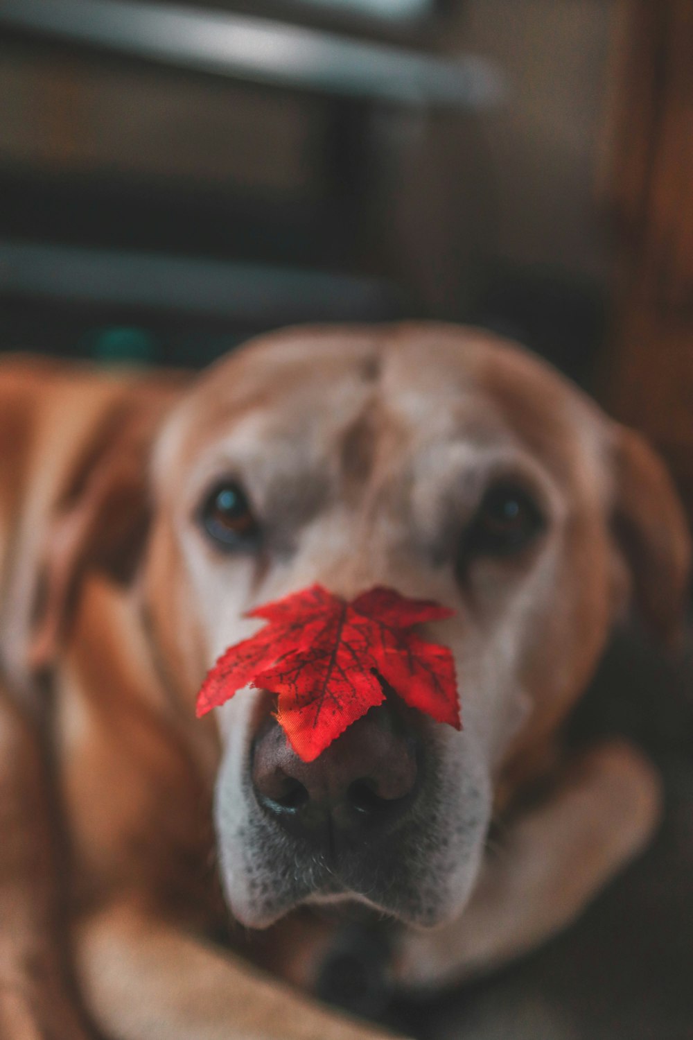 yellow labrador retriver with maple leaf on nose
