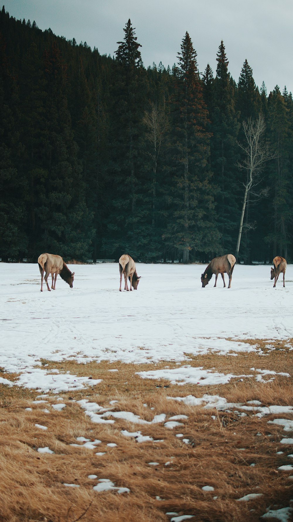 4 animales en el camino cubierto de nieve durante el día