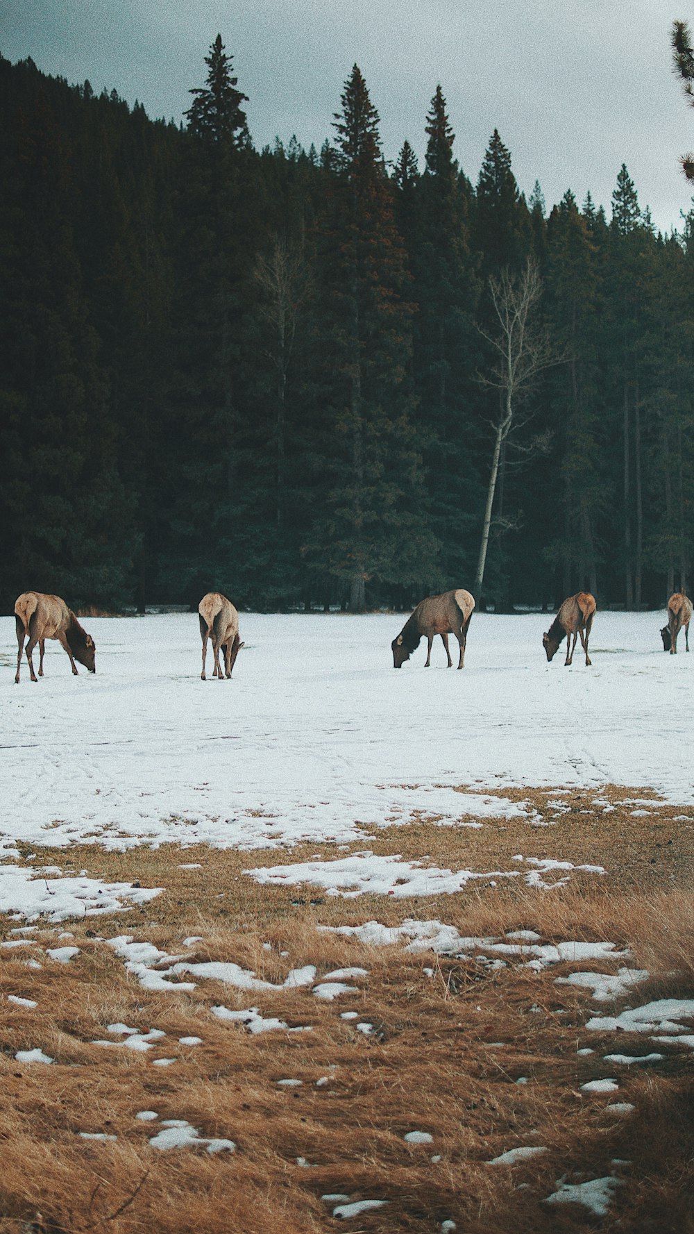 five brown horses