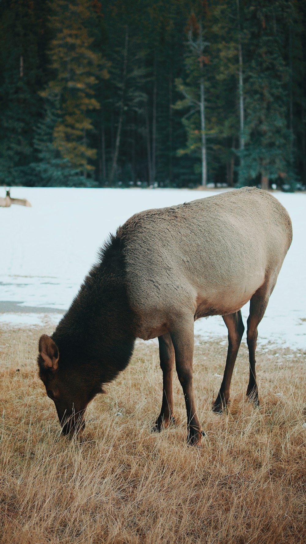 gray animal eating grass