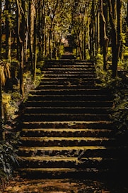gray concrete stair surrounded by trees