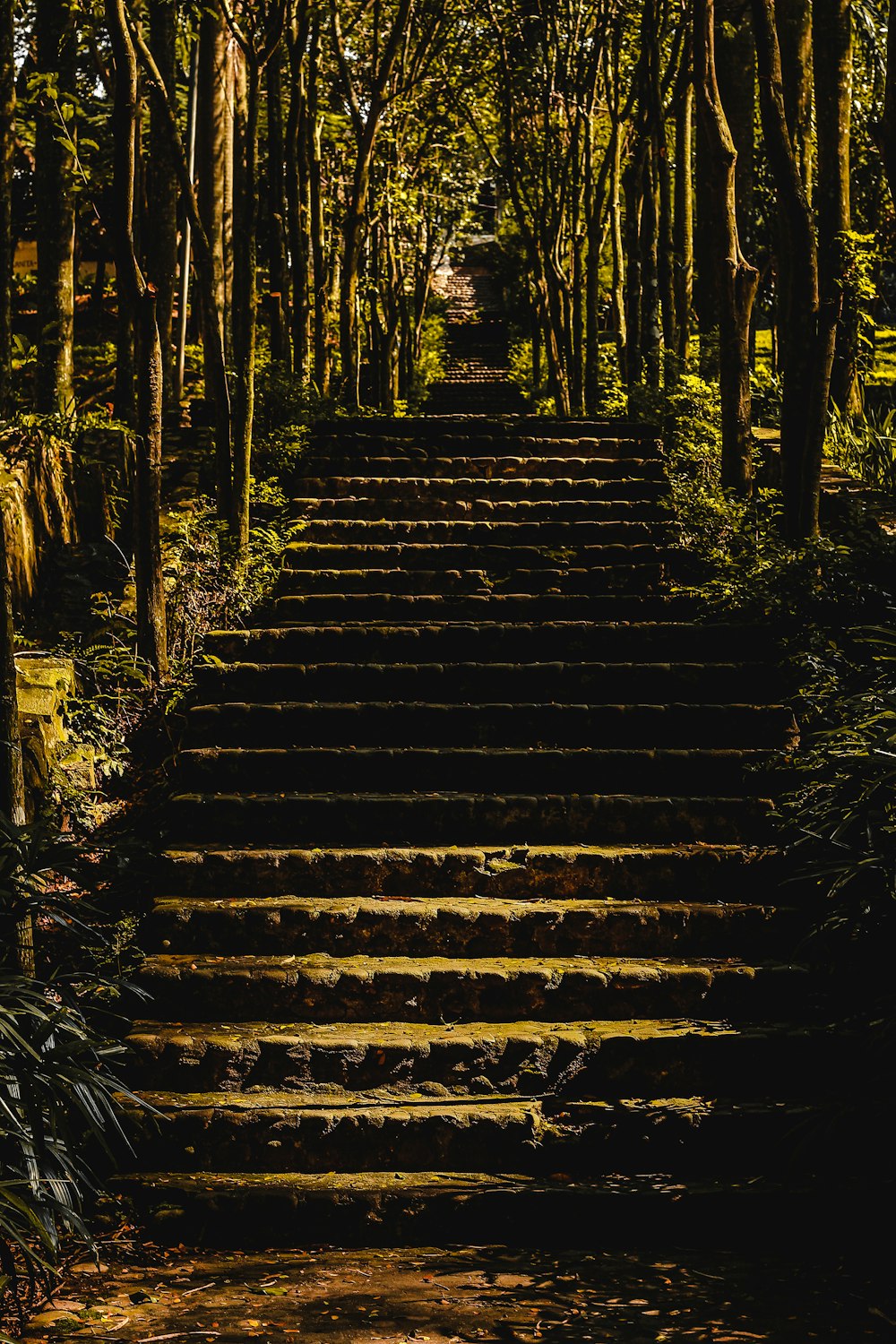 graue Betontreppe umgeben von Bäumen