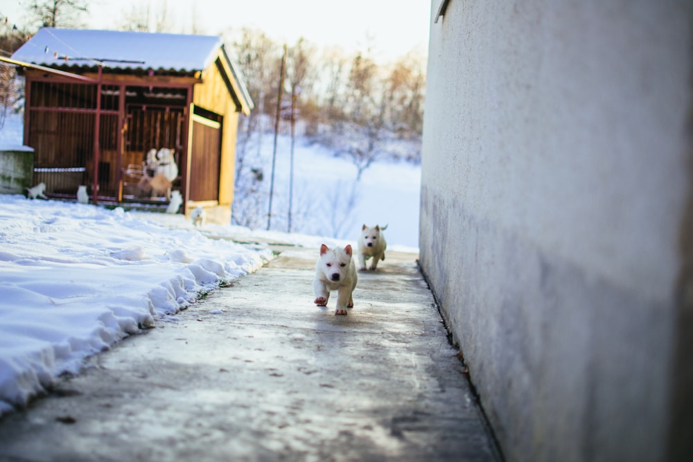 white and brown wooden house