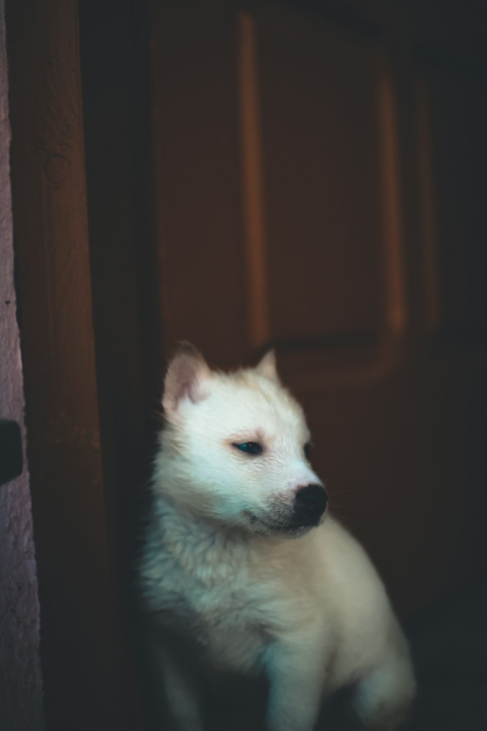 a small white dog sitting in a doorway