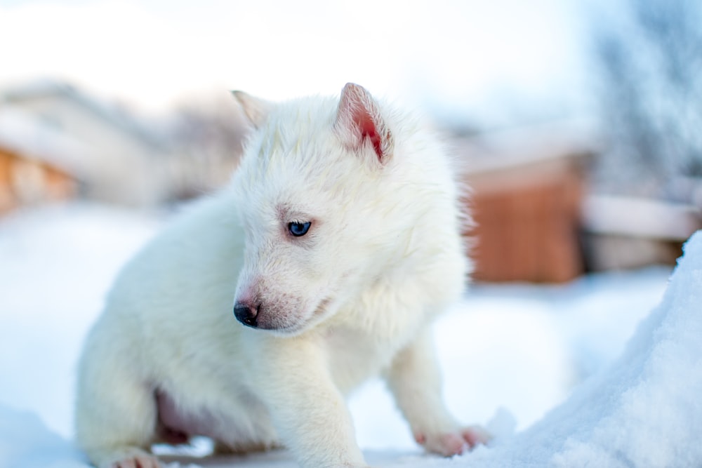 white coated animal