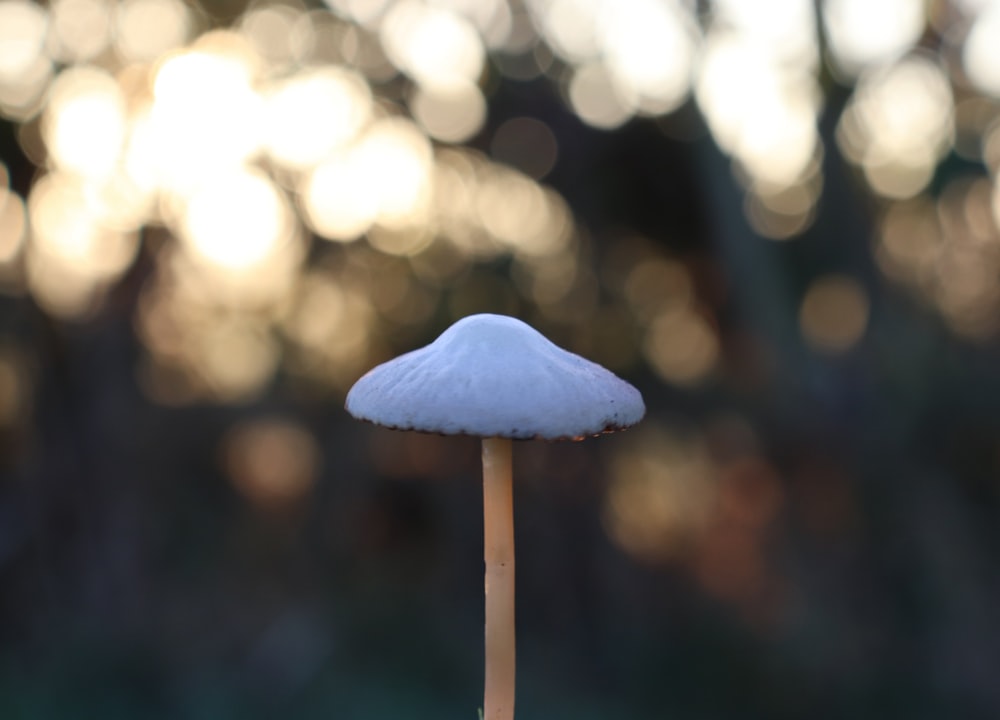 close-up photography of white mushroom