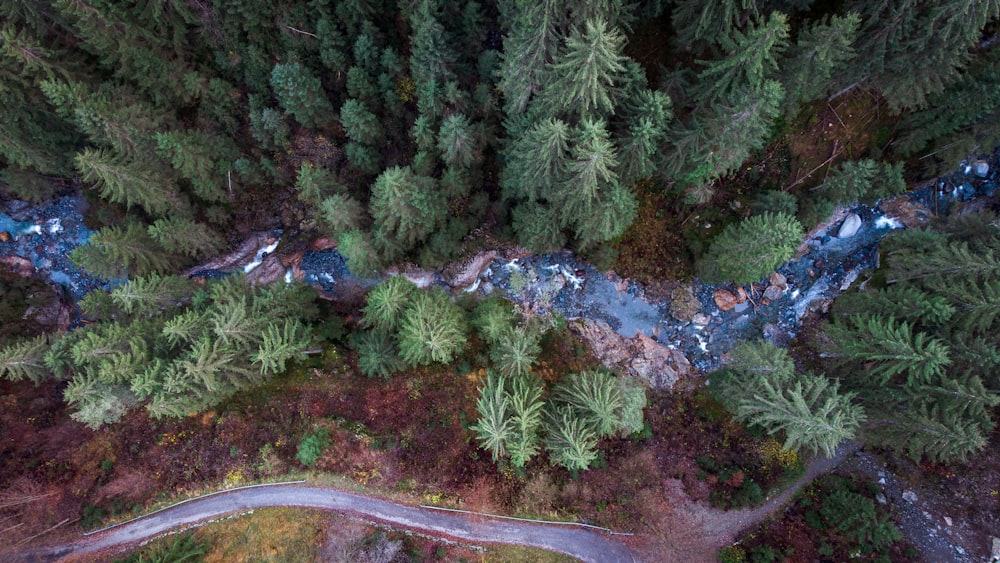 bird's eye view of forest