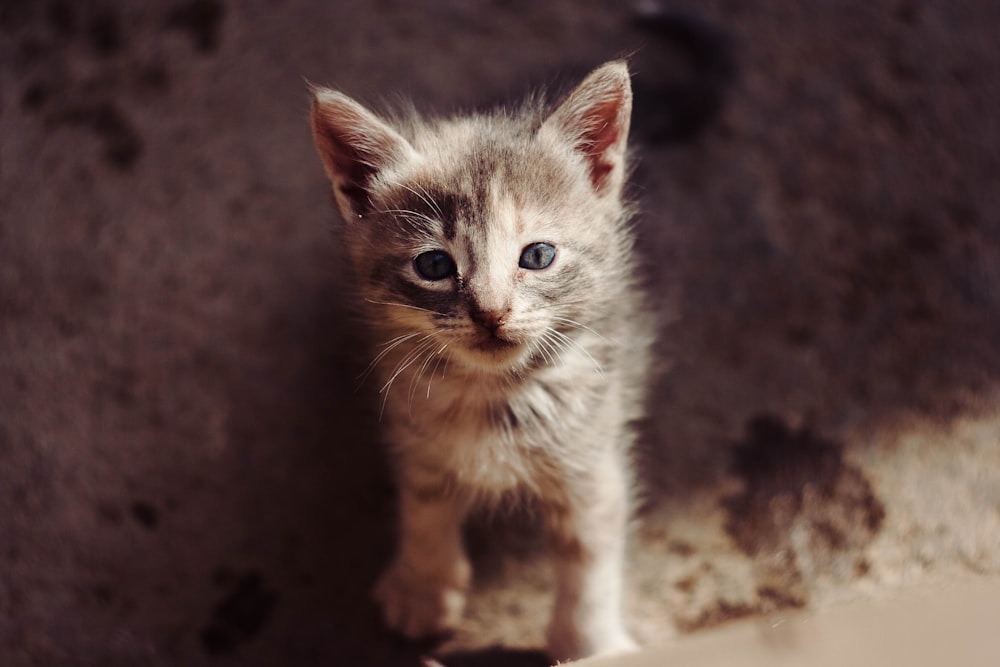 brown tabby kitten