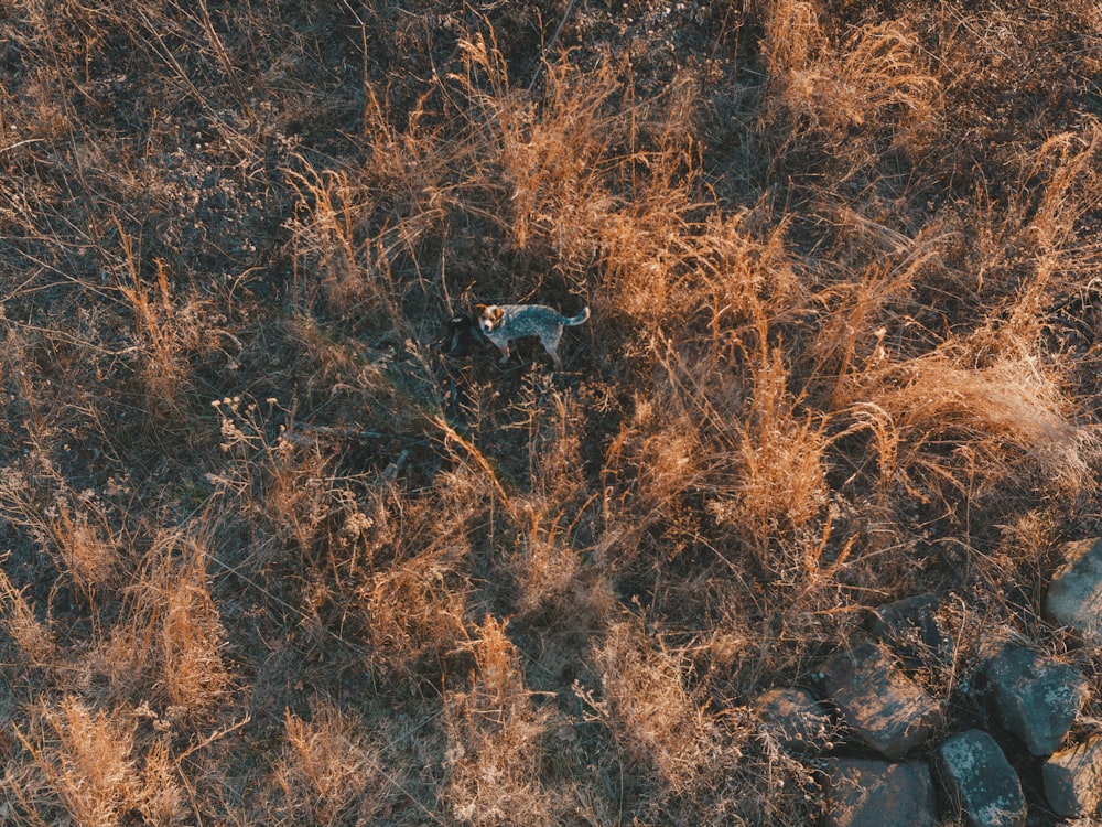 Photographie à vol d’oiseau d’un chien debout sur un champ d’herbe