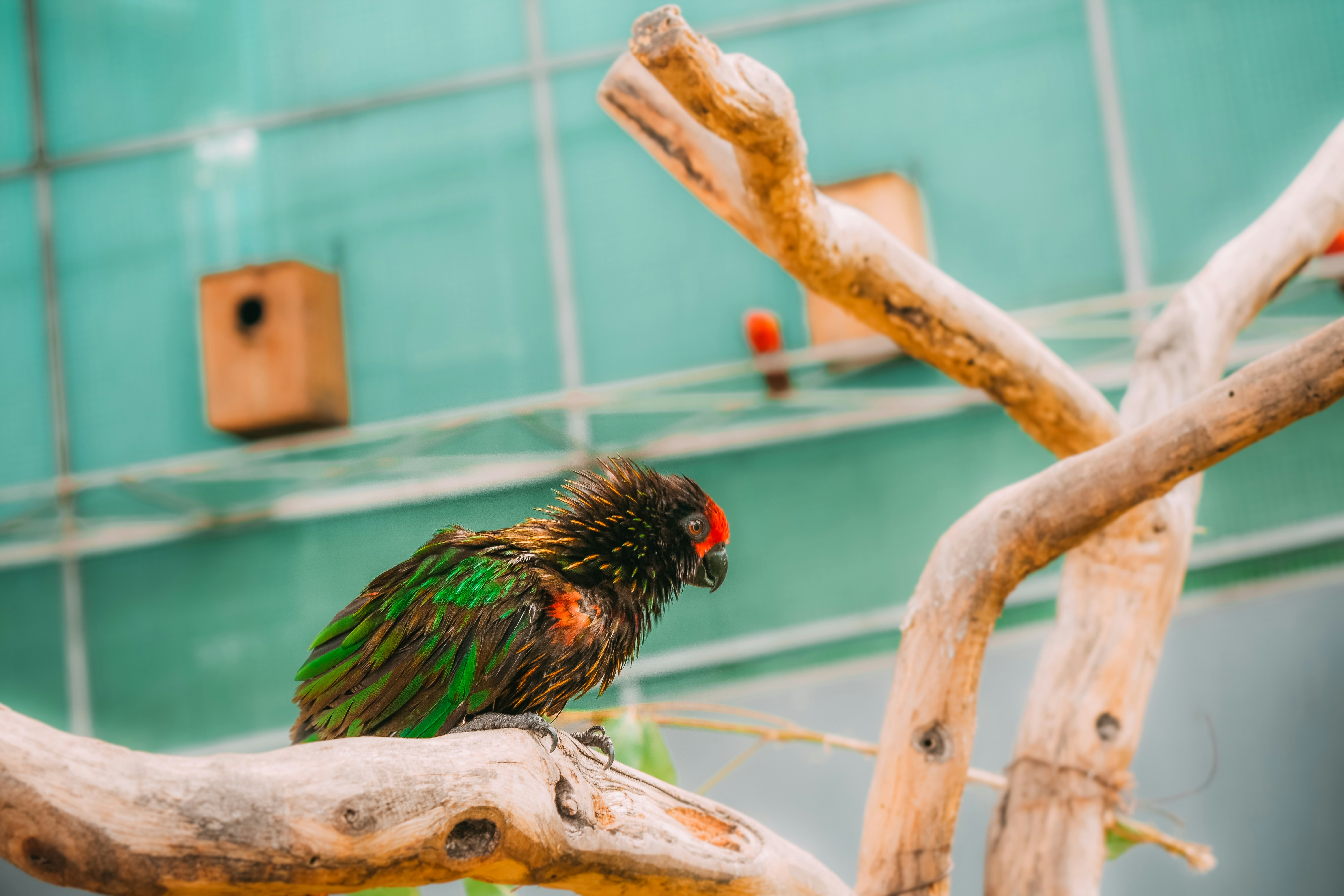 Dierenspeciaalzaak Tropica