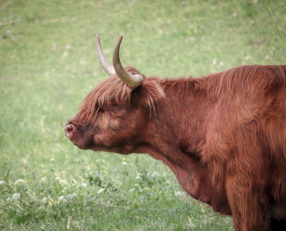 brown cow