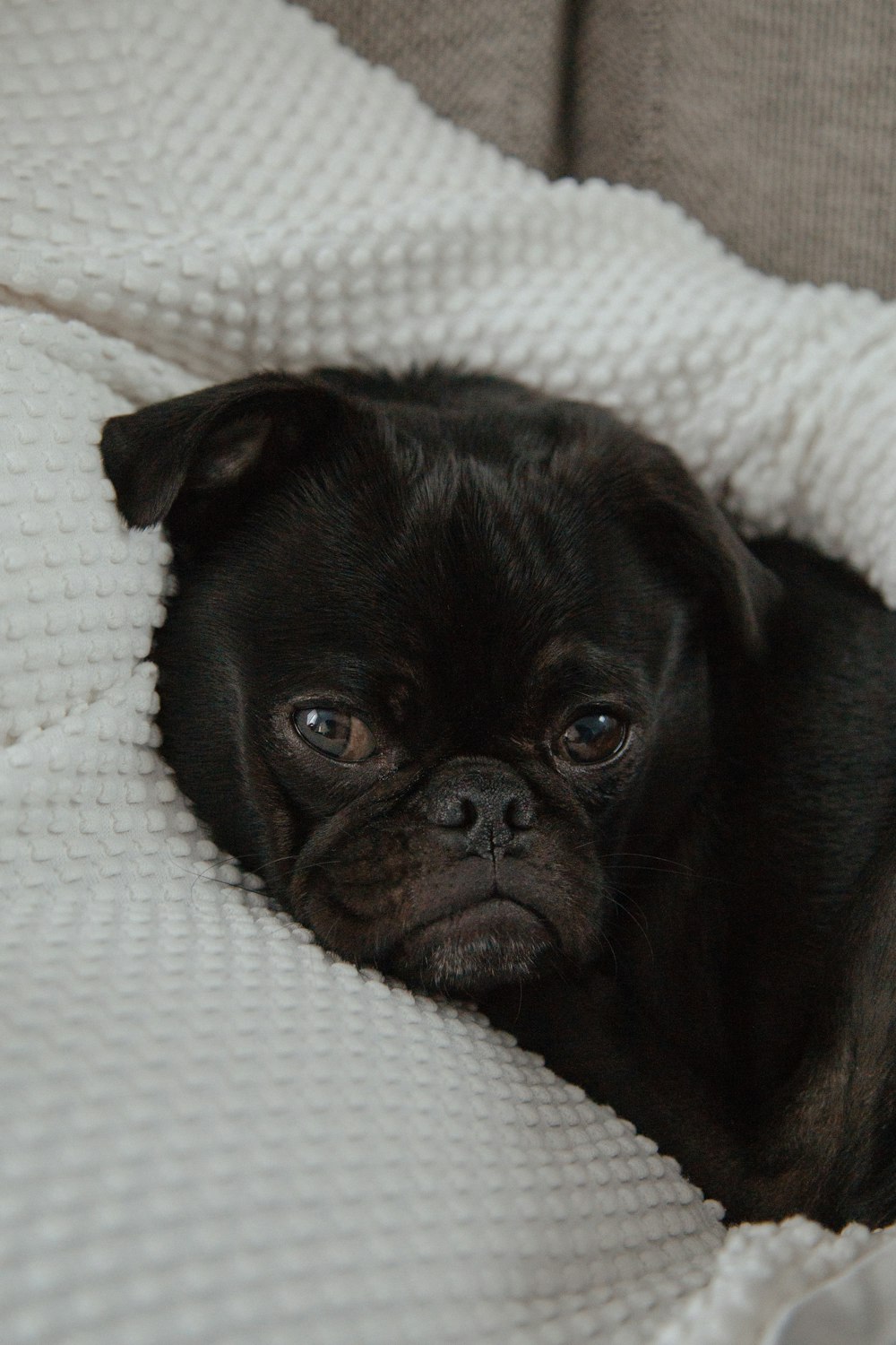 black pug lying on white textile