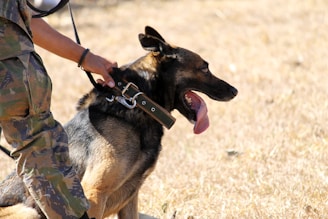 Best Products for Electronic Collars for Hunting Dog Training Effectively