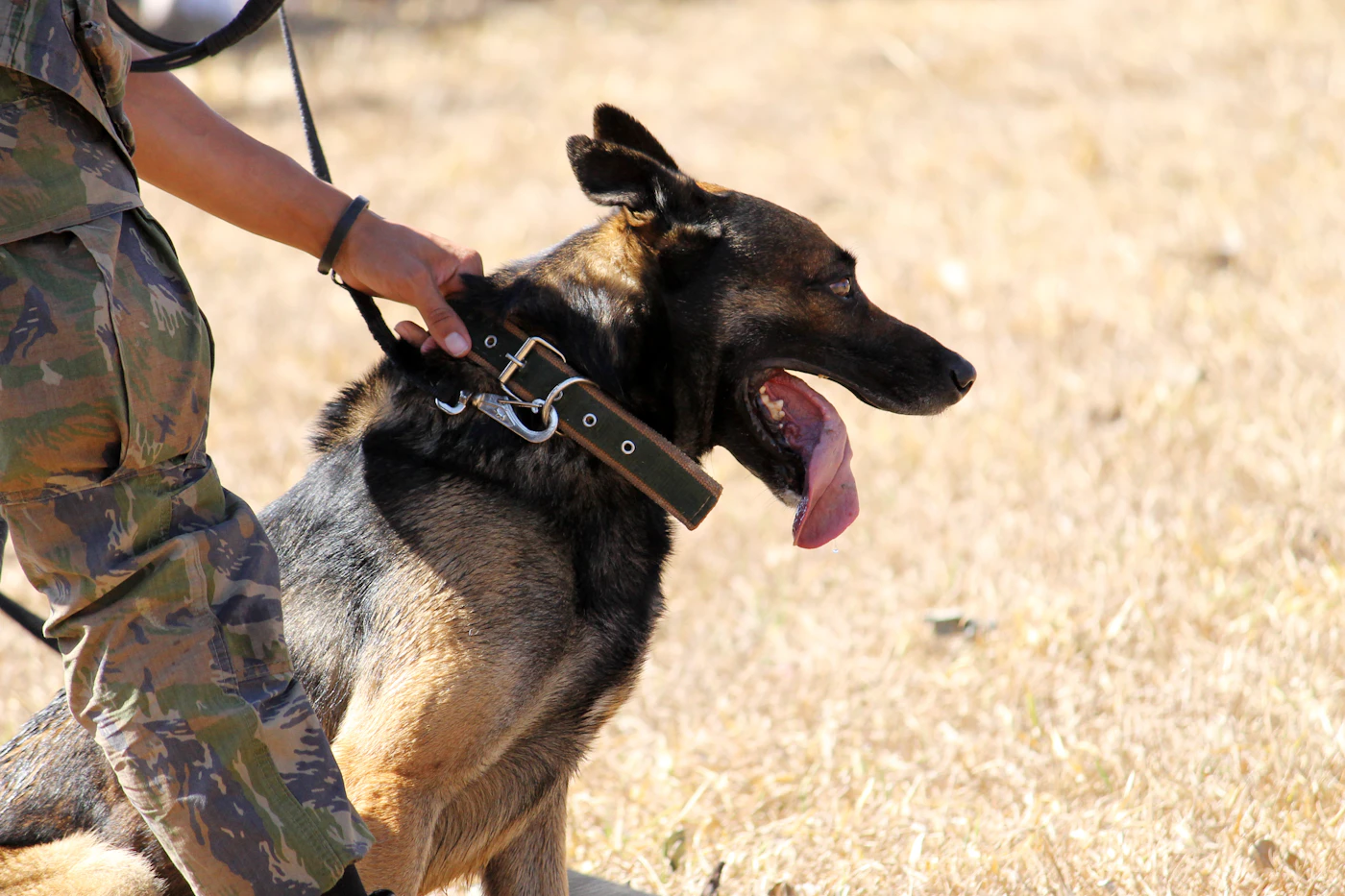 A handler in camouflage uniform stands beside a calm German Shepherd, one hand steady on its collar in a sunlit field, the picture of a settled working partnership