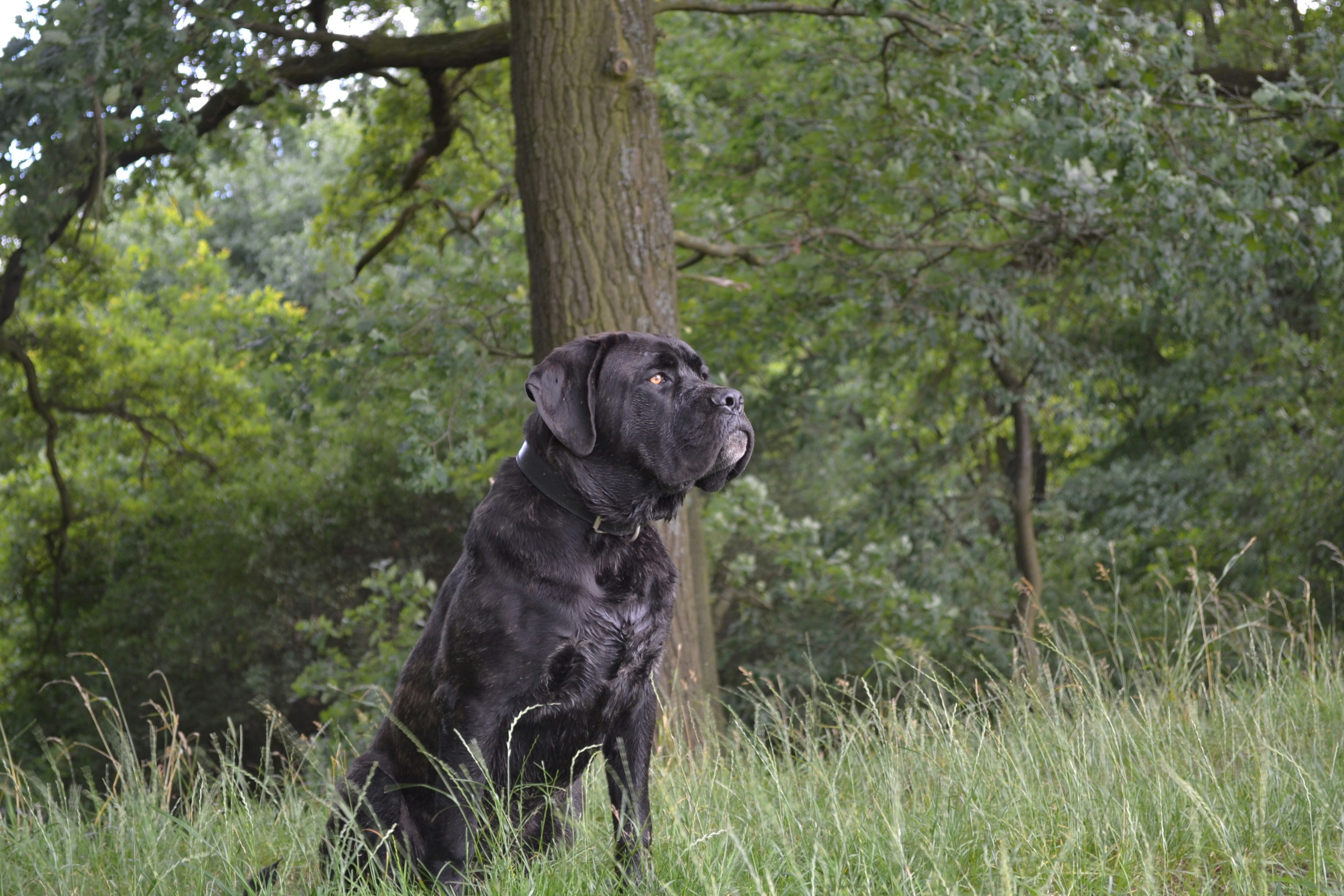 black dog beside tree