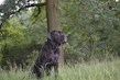 Dog responding well to advanced training commands outdoors