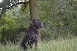 A large hunting dog focused and attentive during an outdoor obedience session.