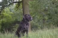 A large, black dog sits attentively in a grassy area within a lush forest. Tall trees with dense green foliage surround the dog, and there is a mix of sunlight and shade filtering through the leaves.