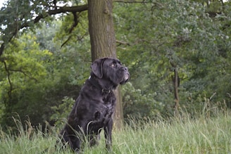 A large, black dog sits attentively in a grassy area within a lush forest. Tall trees with dense green foliage surround the dog, and there is a mix of sunlight and shade filtering through the leaves.