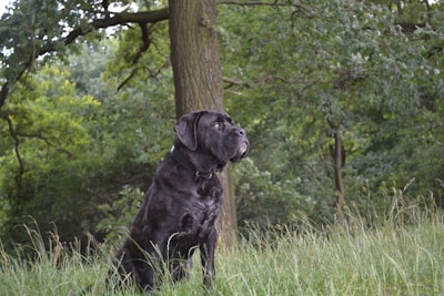 A large hunting dog focused and attentive during an outdoor obedience session.