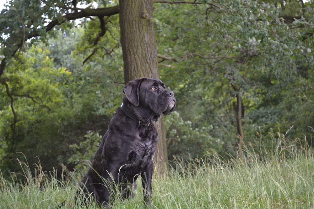 black dog beside tree