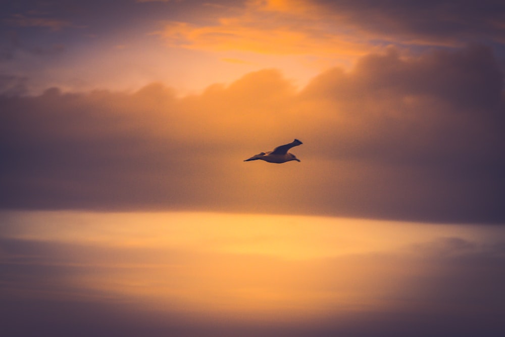 bird in flight