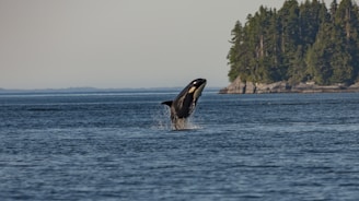 A majestic orca whale breaches the ocean surface with water splashing around it against a backdrop of dense, lush green forest on a rocky coastline. The scene captures the beauty of marine life in a natural habitat under a clear sky.