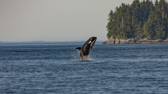 A majestic orca whale breaches the ocean surface with water splashing around it against a backdrop of dense, lush green forest on a rocky coastline. The scene captures the beauty of marine life in a natural habitat under a clear sky.