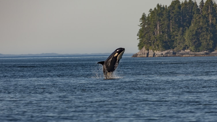 A majestic orca whale breaches the ocean surface with water splashing around it against a backdrop of dense, lush green forest on a rocky coastline. The scene captures the beauty of marine life in a natural habitat under a clear sky.