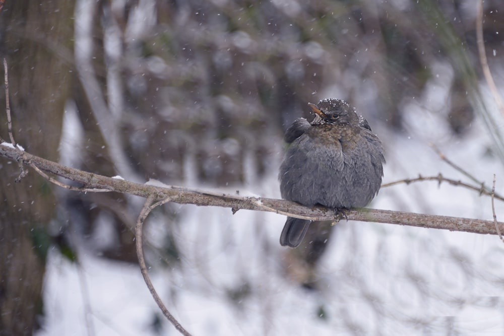 gray bird perched on tree branch