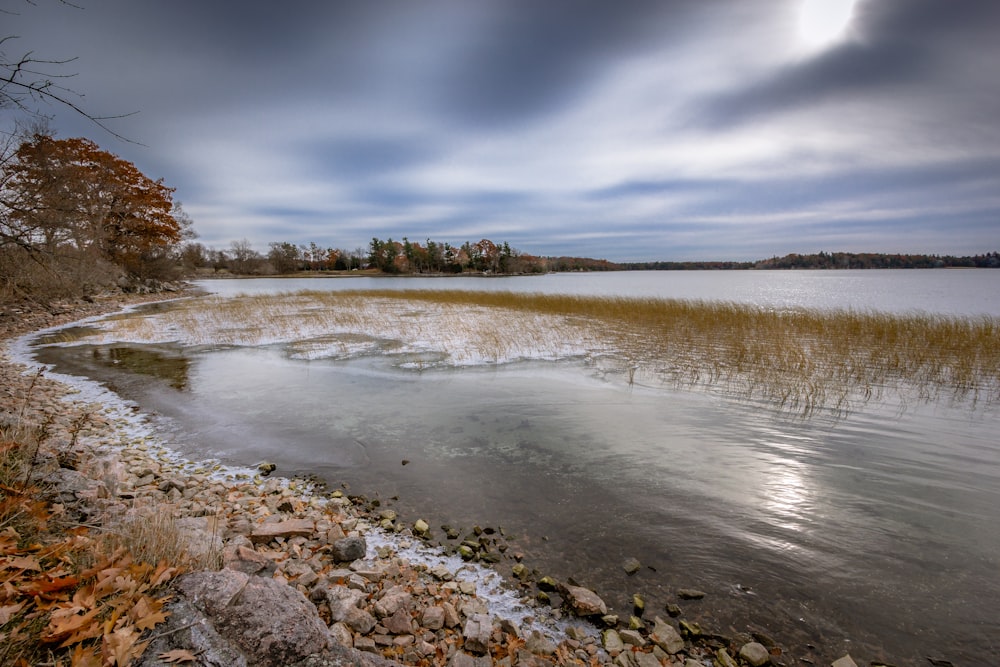 shoreline with green plants during daytime