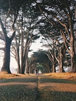 A picturesque nature walk path lined with tall trees.
