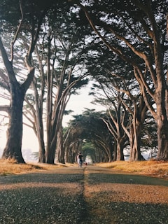 A picturesque nature walk path lined with tall trees.