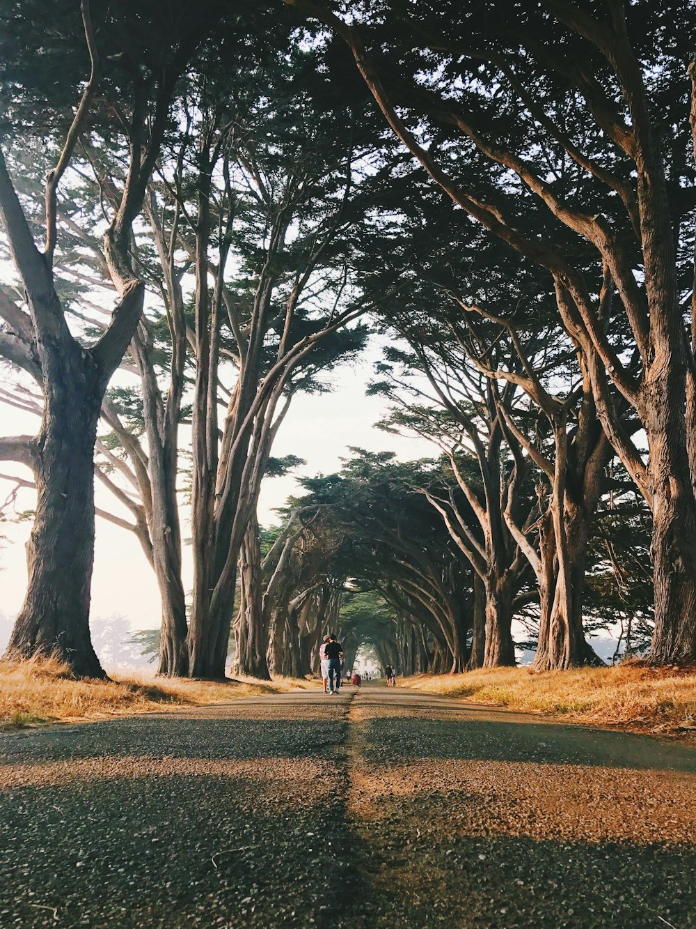 man standing surrounded by trees