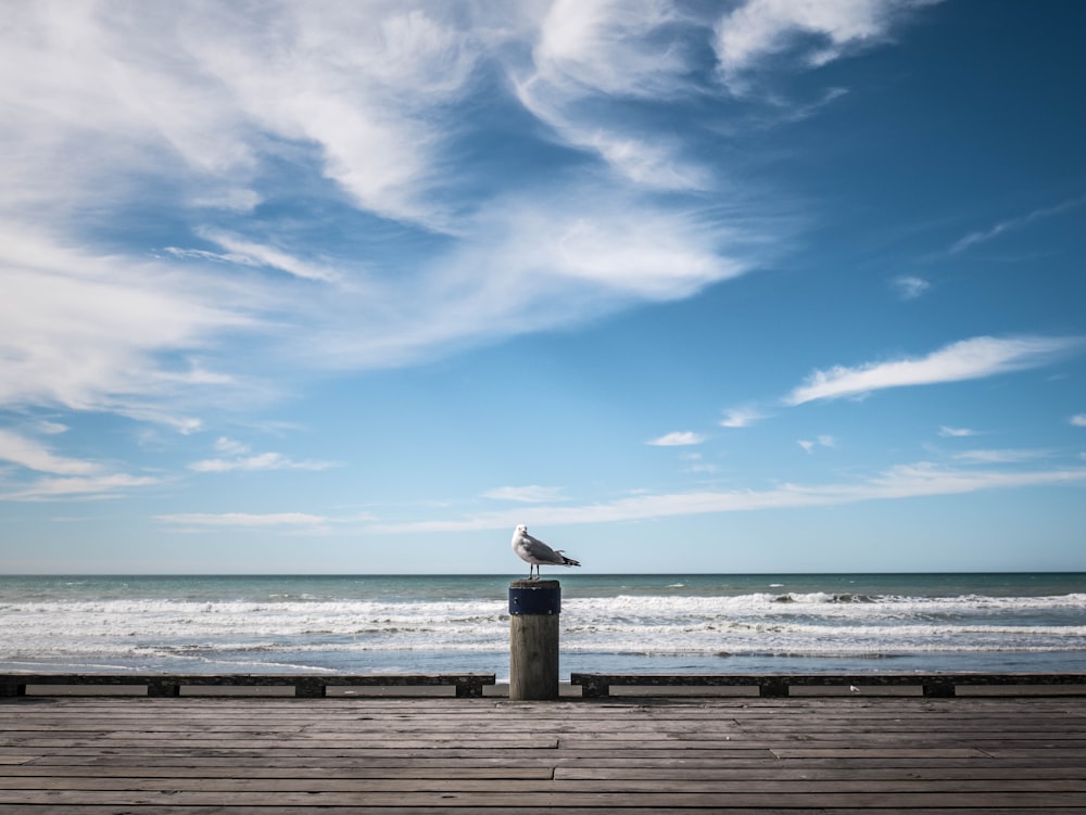 white seagull on dockside