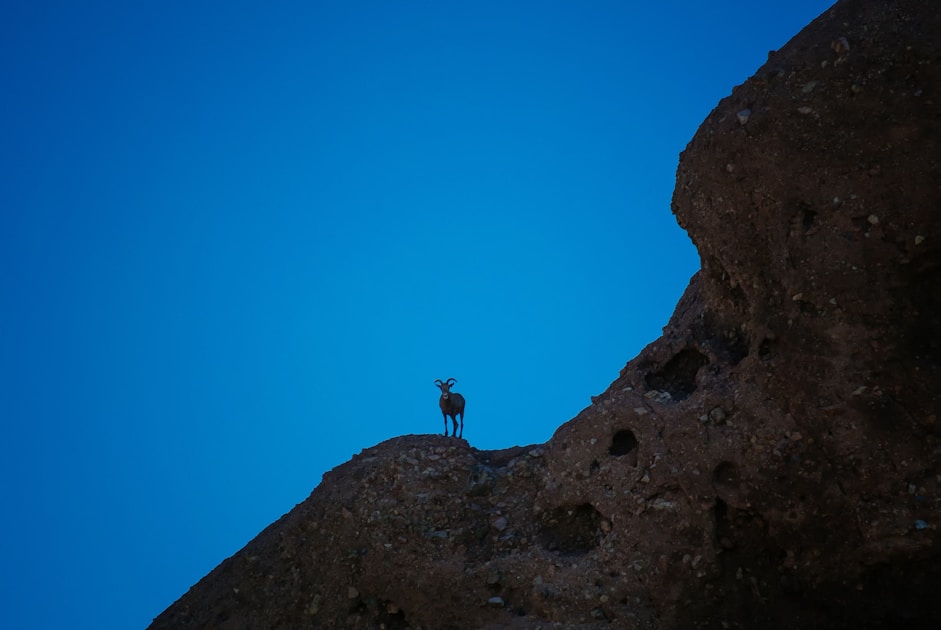 Desert bighorn sheep ram standing on rocky cliff face in Sonoran desert terrain
