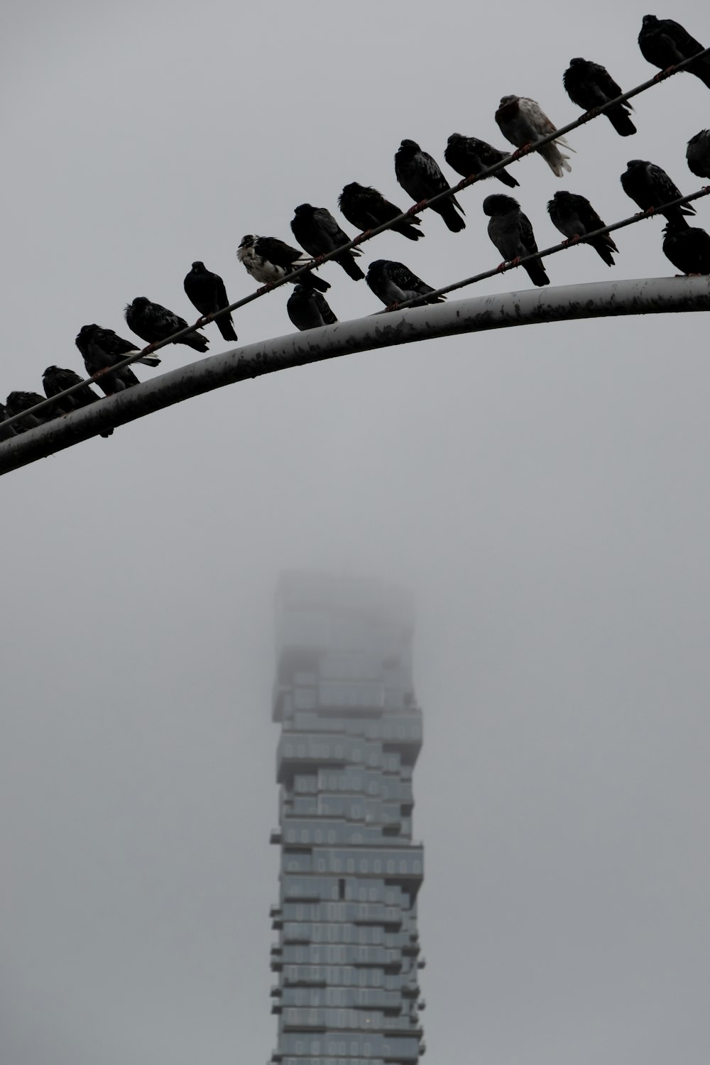 birds on fence