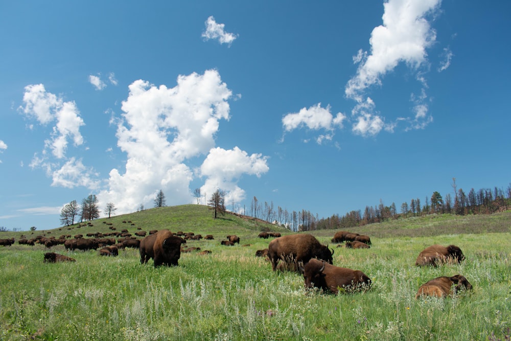 herd of yak on grass field under the heat of the sun