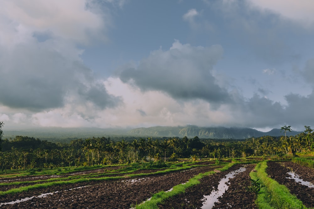 rice terraces during daytime