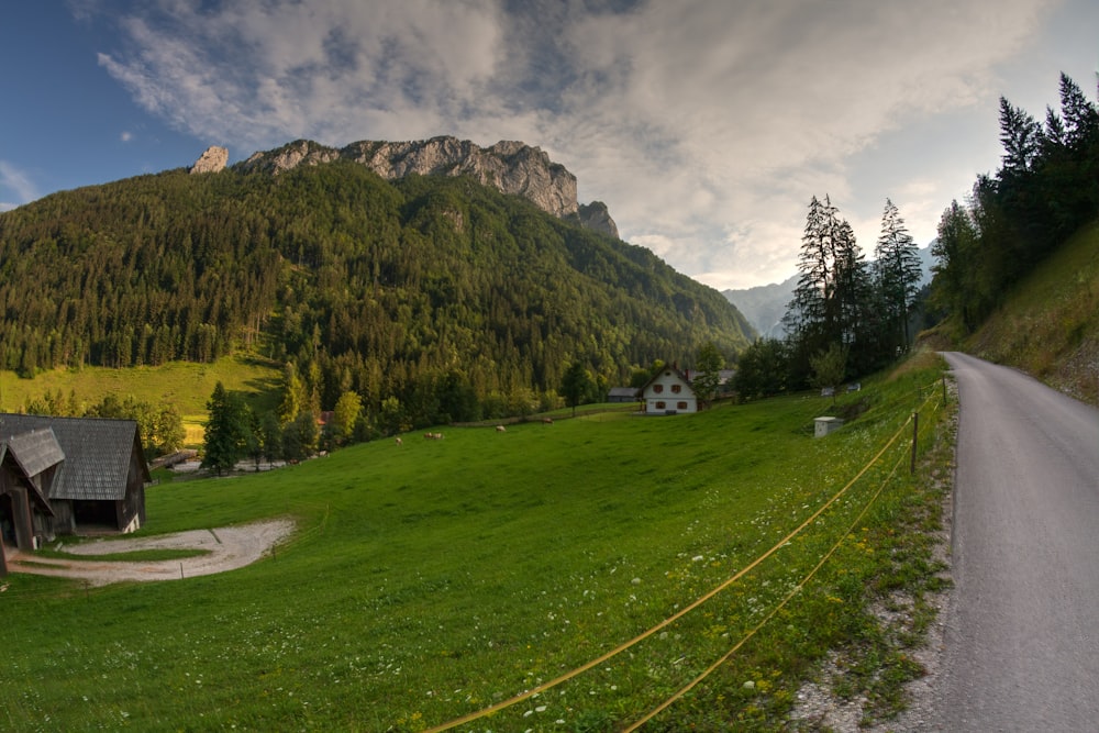 empty road near houses and forest during daytime