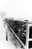 A herd of cattle eating from a long feeding trough in a snowy and foggy environment. The area is fenced and the snow covers the ground and parts of the fence. The cattle appear to be settled together closely and are focused on feeding.