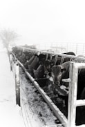 A herd of cattle eating from a long feeding trough in a snowy and foggy environment. The area is fenced and the snow covers the ground and parts of the fence. The cattle appear to be settled together closely and are focused on feeding.